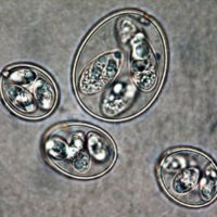 coccidia coccidia