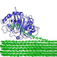 enzyme-cellulose